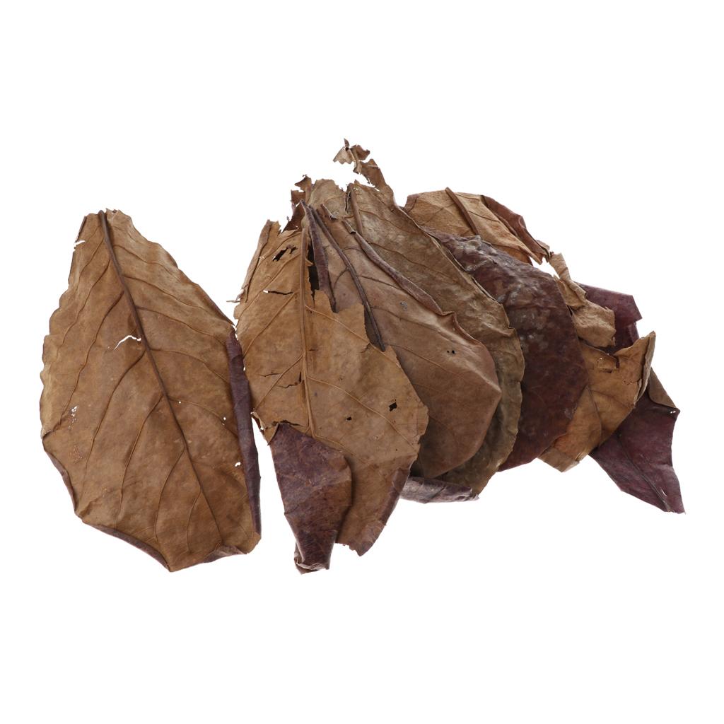 Betta Fish Tank - Hojas de Almendra India Marrones para