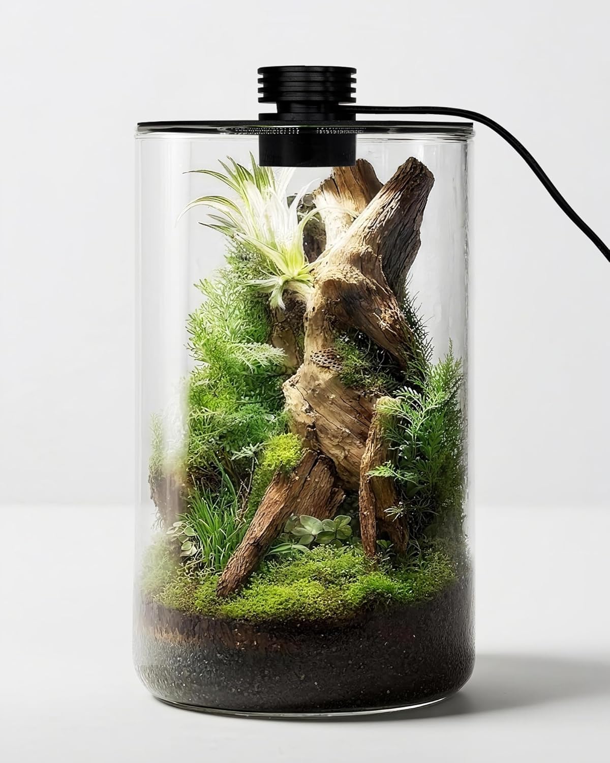 Betta Fish Tank - Terrario de Vidrio para Interiores con