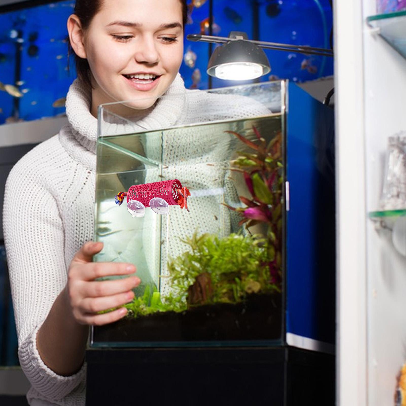 Habitat para Bettas, Refugio,  - Betta Fish Tank reseña y precio