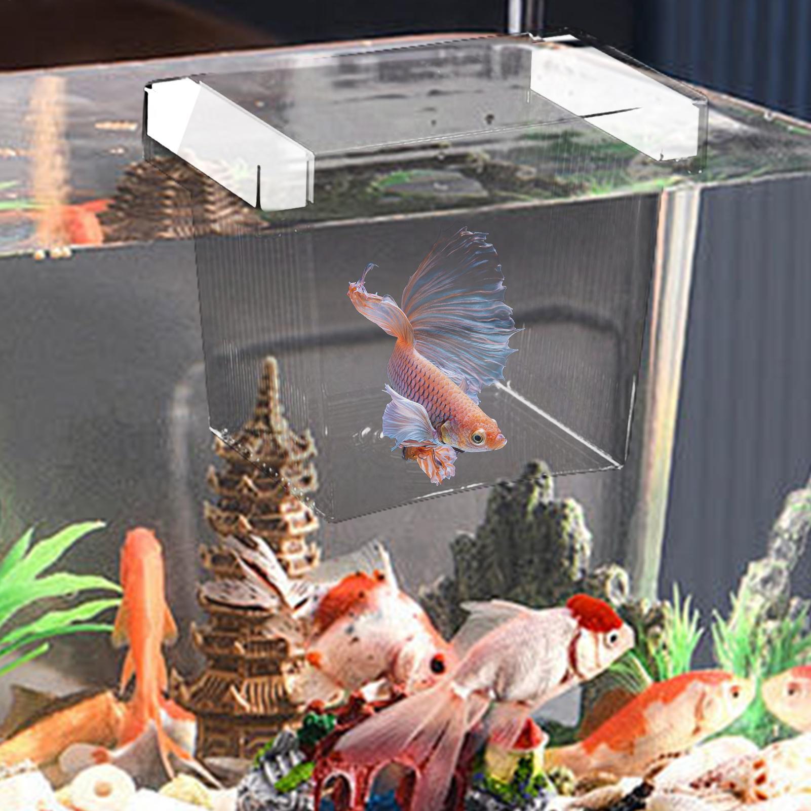 Caja de Aislamiento Flotante p - Betta Fish Tank reseña y precio