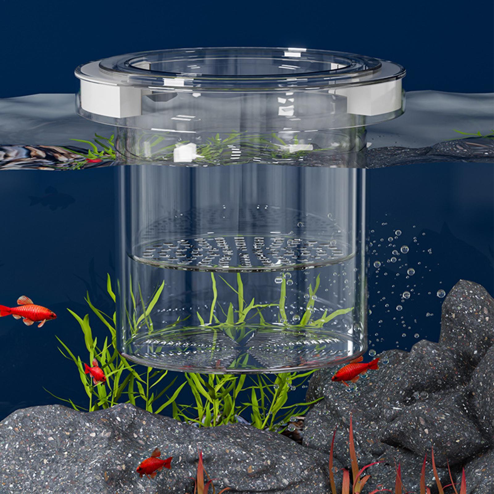Caja de Aislamiento Flotante p - Betta Fish Tank reseña y precio