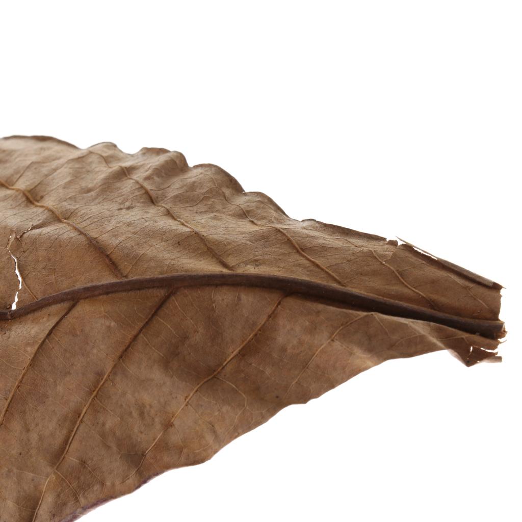 Hojas de Almendra India Marron - Betta Fish Tank reseña y precio