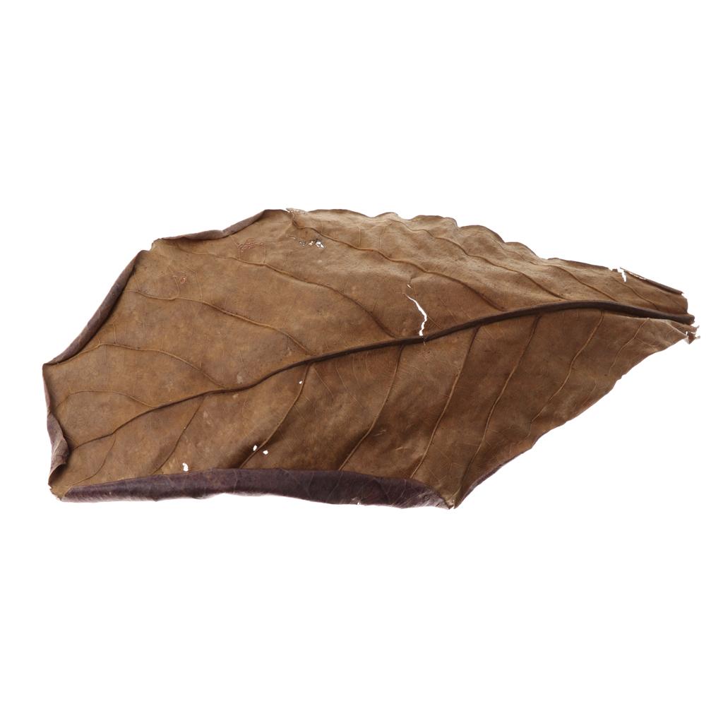 Hojas de Almendra India Marron - Betta Fish Tank reseña y precio