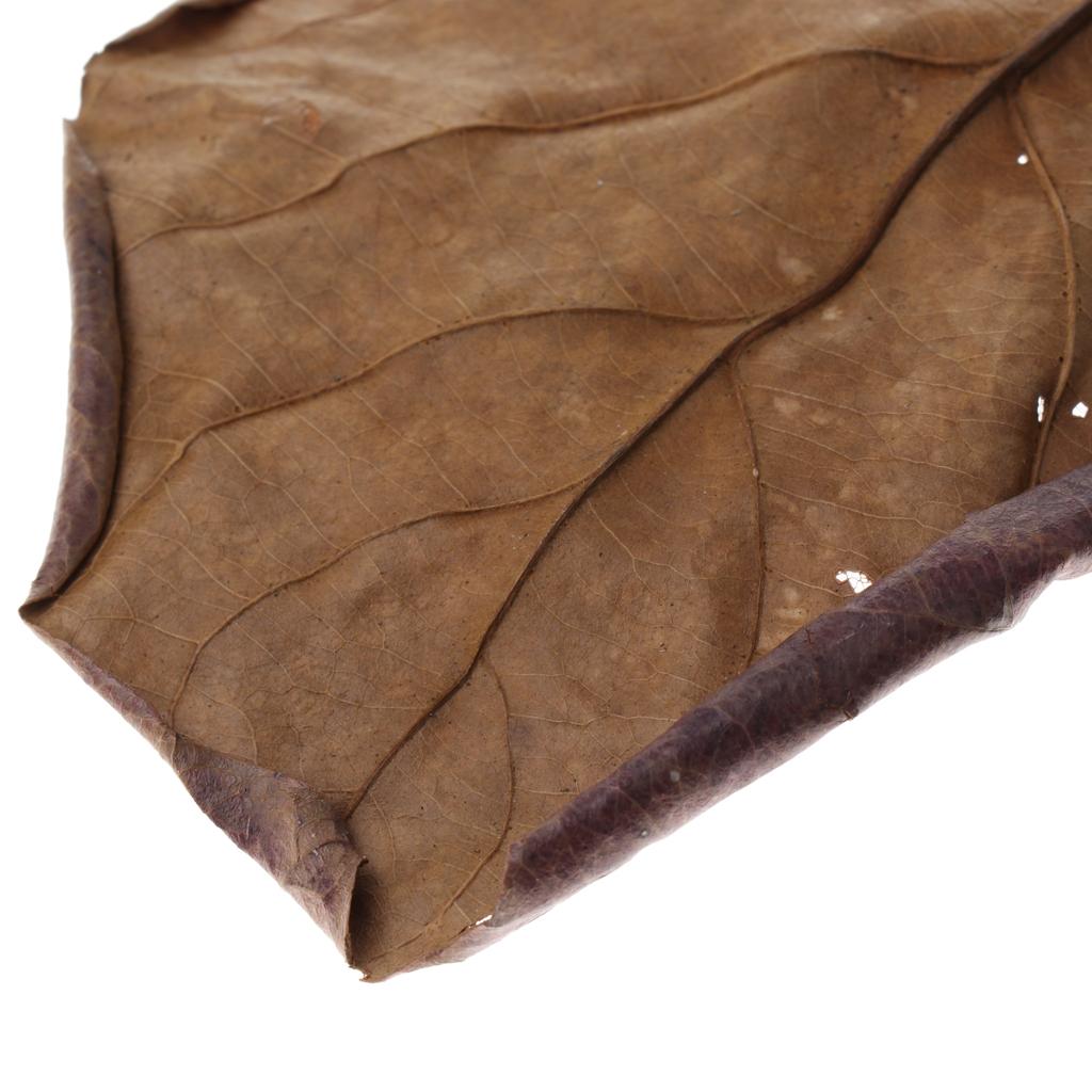 Hojas de Almendra India Marron - Betta Fish Tank reseña y precio