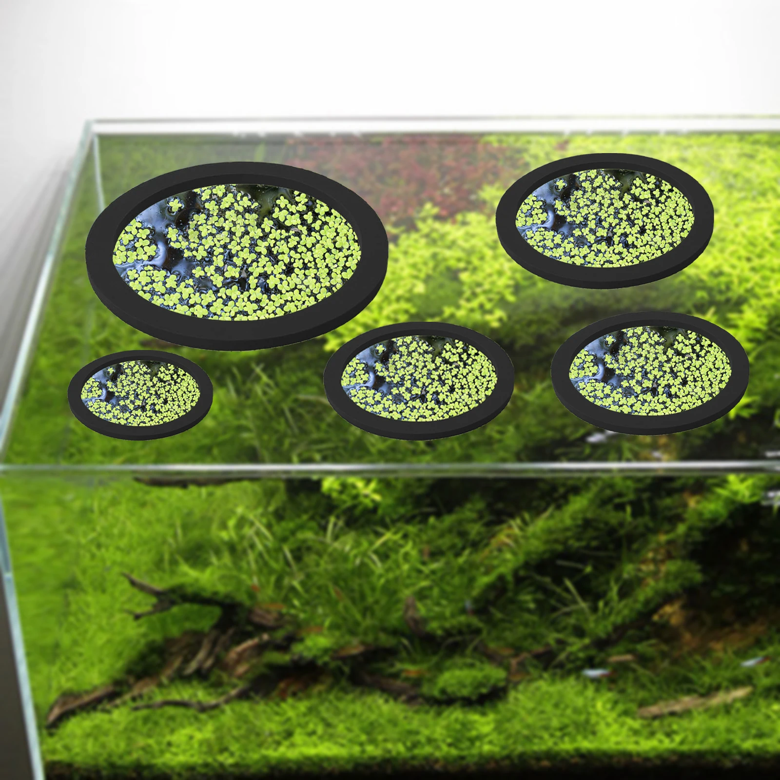 5 uds EVA anillo de alimentaci - Fish Aquarium Home reseña y precio