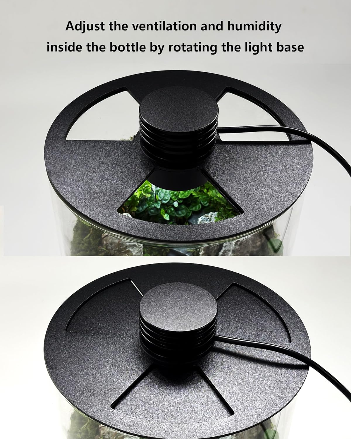 Terrario de Vidrio para Interi - Betta Fish Tank reseña y precio